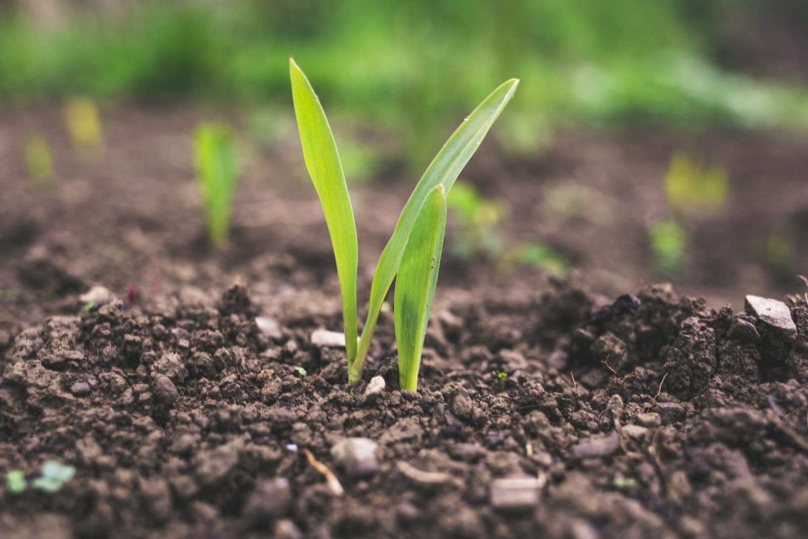 The Australian Government is expanding the patent box tax concession to agricultural sector innovations