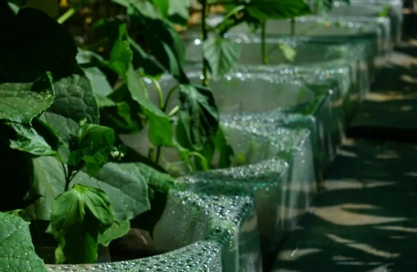 Meet our client: Focus Planting Australia